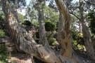Eucalyptus, Inverewe Garden, Poolewe, Ross-shire